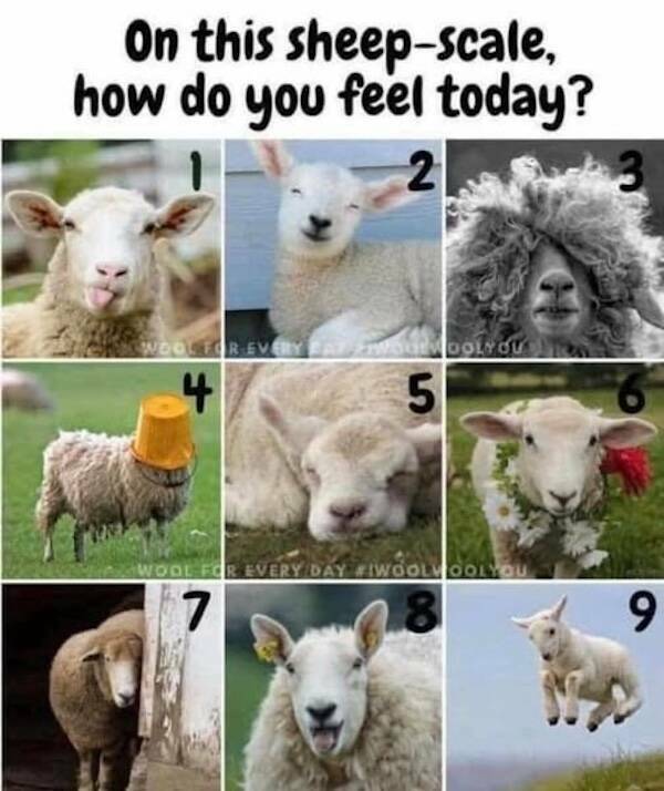 Pawsitively Hilarious Animal Memes