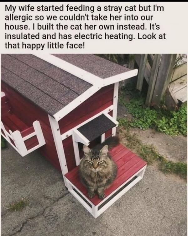 Pawsitively Hilarious Animal Memes