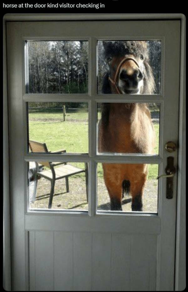 Pawsitively Hilarious Animal Memes