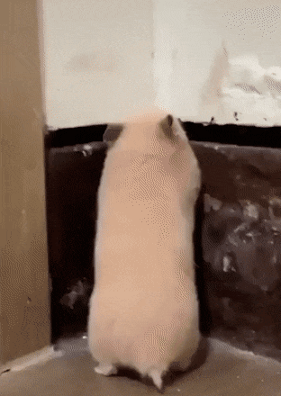 Daily Gifdump Daily Gifdump