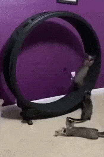 Daily Gifdump Daily Gifdump