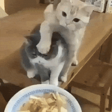 Daily Gifdump Daily Gifdump