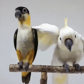 Daily Gifdump Daily Gifdump