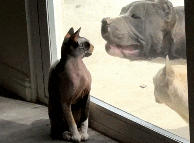 Daily Gifdump Daily Gifdump