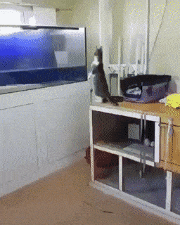 Daily Gifdump Daily Gifdump