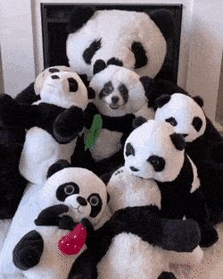 Daily Gifdump Daily Gifdump