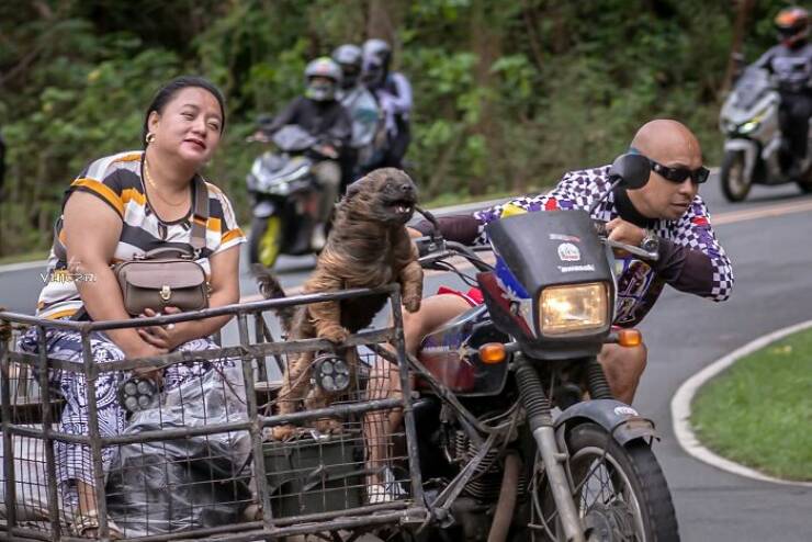 Fluffy, Funny, and Full of Love