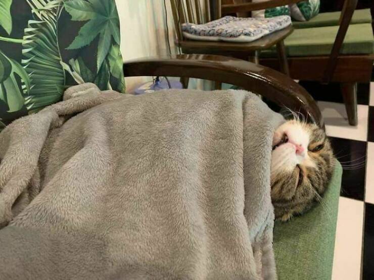 Fluffy, Funny, and Full of Love