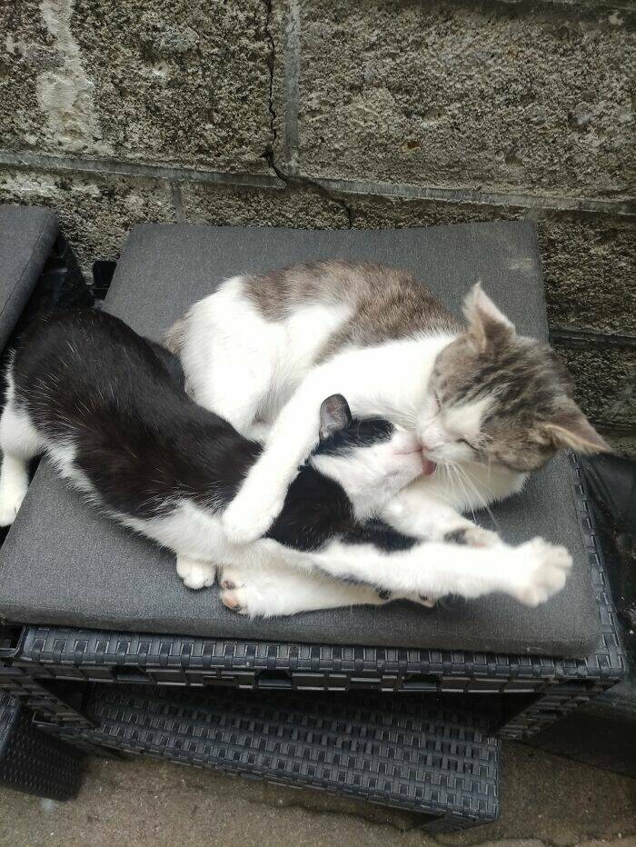 Fluffy, Funny, and Full of Love