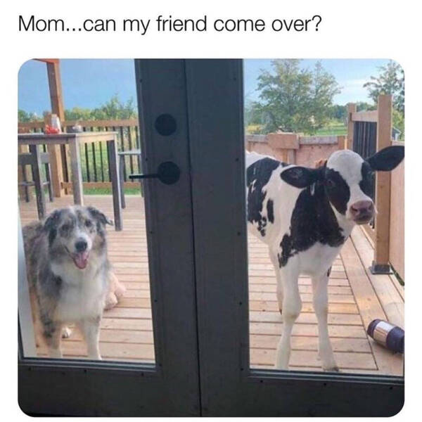 Wholesome Memes That Feel Like A Warm Hug