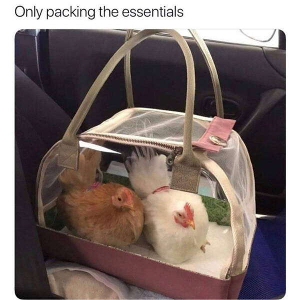 Wholesome Memes That Feel Like A Warm Hug