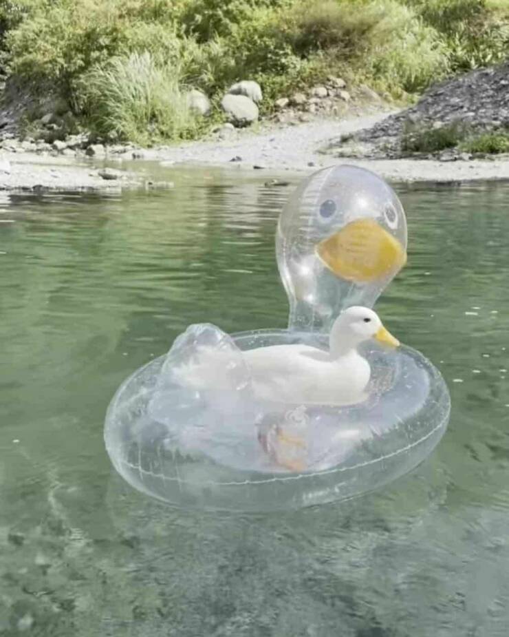 Daily Picdump Daily Picdump