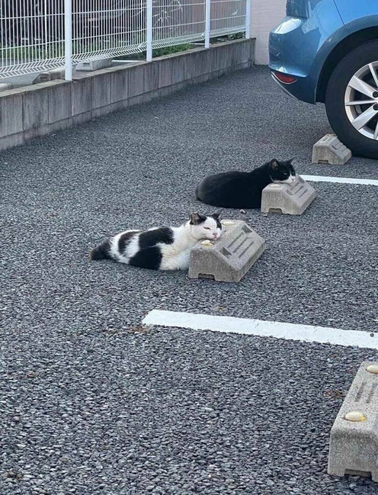 Daily Picdump Daily Picdump