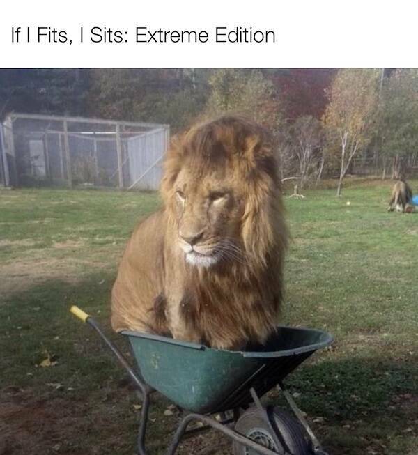 Silly but True: Memes That Nail It