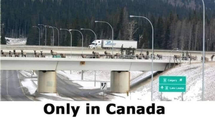 These Canadian Memes Are Hilarious