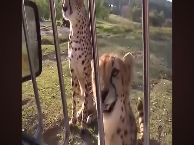 Cheetah Can Meow Like Normal Cats