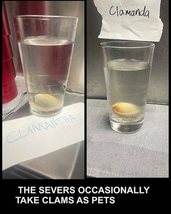 Cooking Up Memes That Are Michelin-Worthy