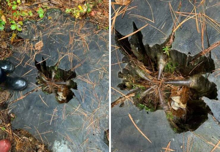 Creepy Things Found Deep in the Woods