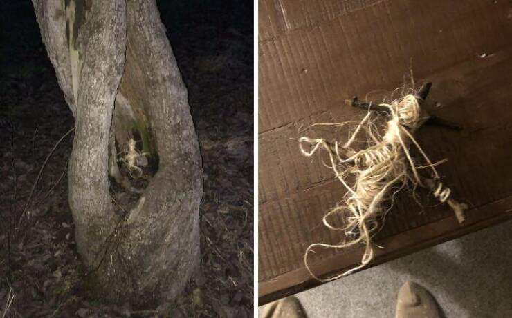 Creepy Things Found Deep in the Woods