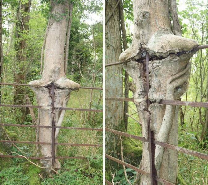 Creepy Things Found Deep in the Woods