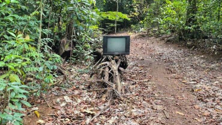 Creepy Things Found Deep in the Woods