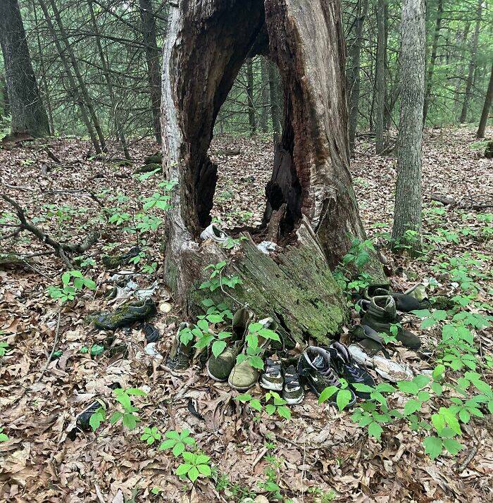 Creepy Things Found Deep in the Woods