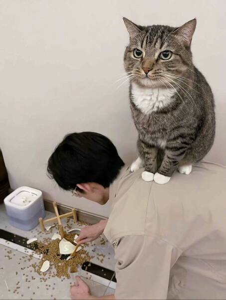 Whiskers, Chaos, and Cuteness