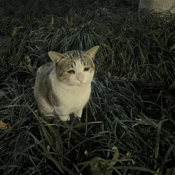 Whiskers, Chaos, and Cuteness