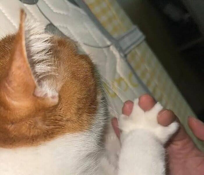 Whiskers, Chaos, and Cuteness