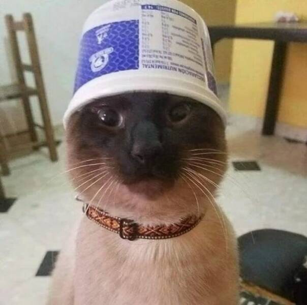 Whiskers, Chaos, and Cuteness