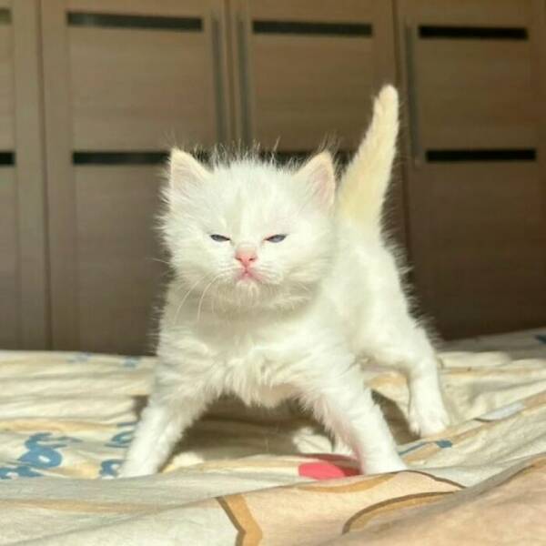 Whiskers, Chaos, and Cuteness