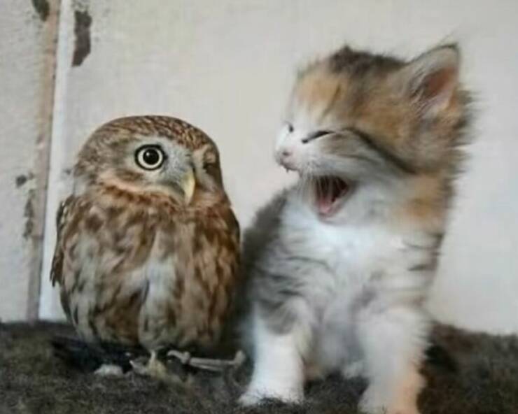 Whiskers, Chaos, and Cuteness Whiskers, Chaos, and Cuteness