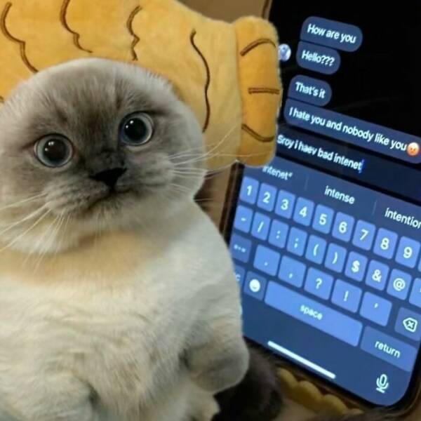 Whiskers, Chaos, and Cuteness Whiskers, Chaos, and Cuteness