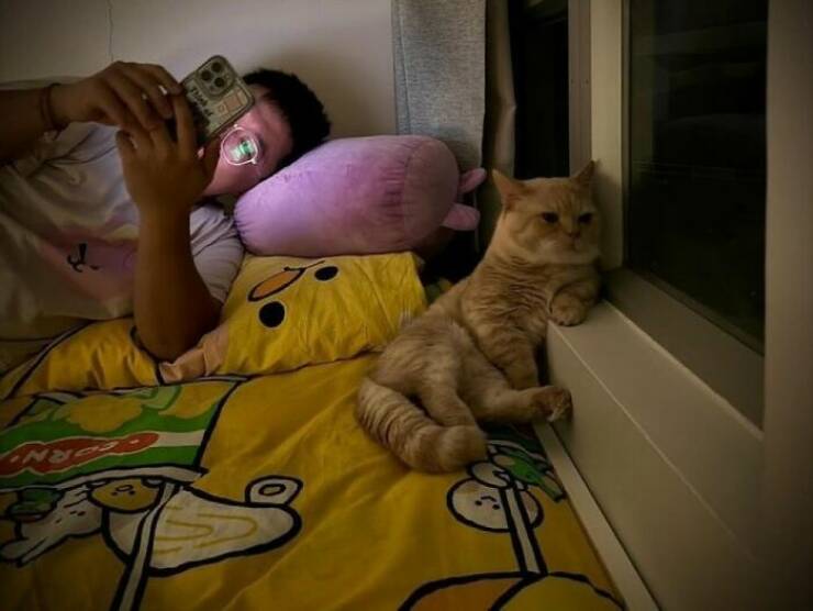 Whiskers, Chaos, and Cuteness Whiskers, Chaos, and Cuteness