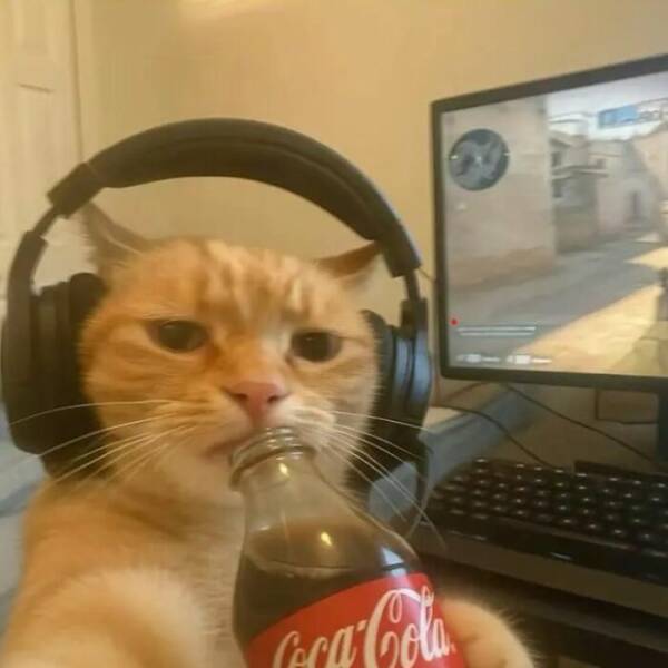 Whiskers, Chaos, and Cuteness Whiskers, Chaos, and Cuteness