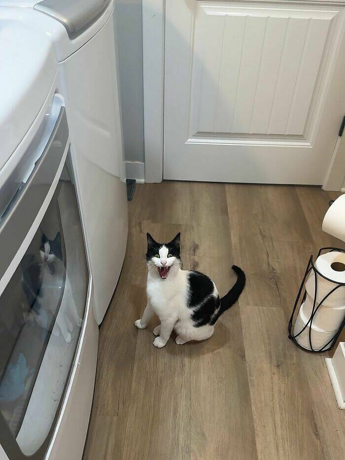 Whiskers, Chaos, and Cuteness