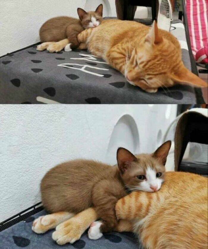 Whiskers, Chaos, and Cuteness