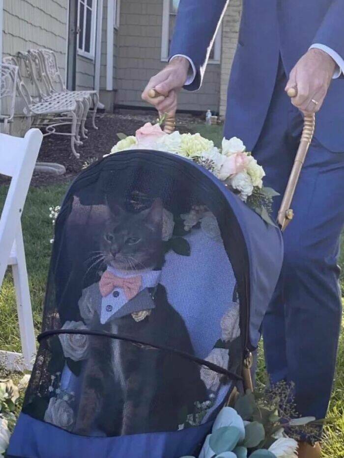 Whiskers, Chaos, and Cuteness