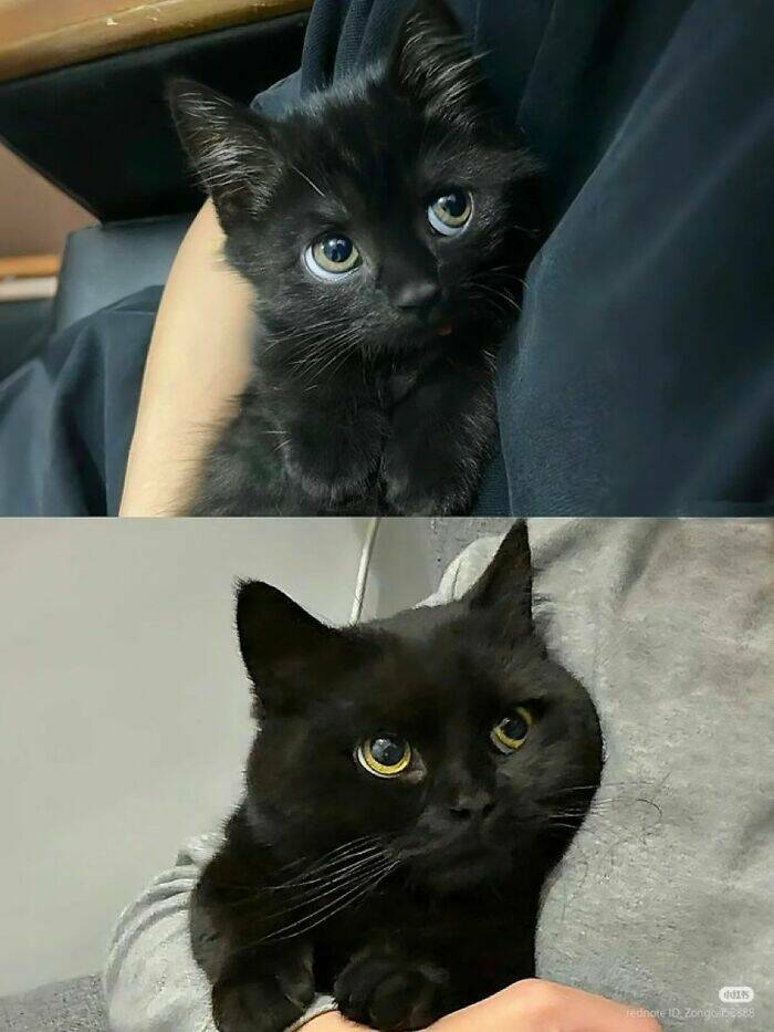 Whiskers, Chaos, and Cuteness