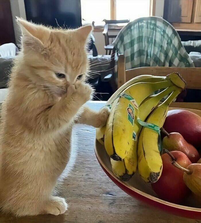 Whiskers, Chaos, and Cuteness