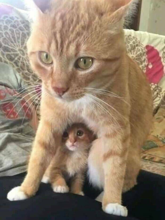 Whiskers, Chaos, and Cuteness