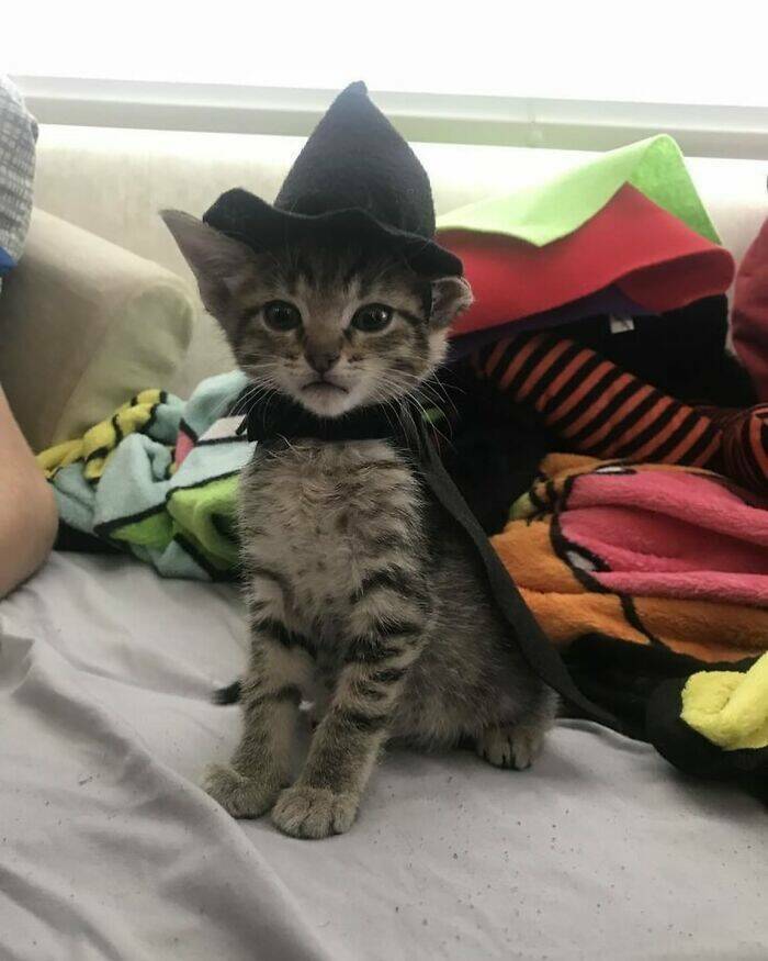 Whiskers, Chaos, and Cuteness Whiskers, Chaos, and Cuteness