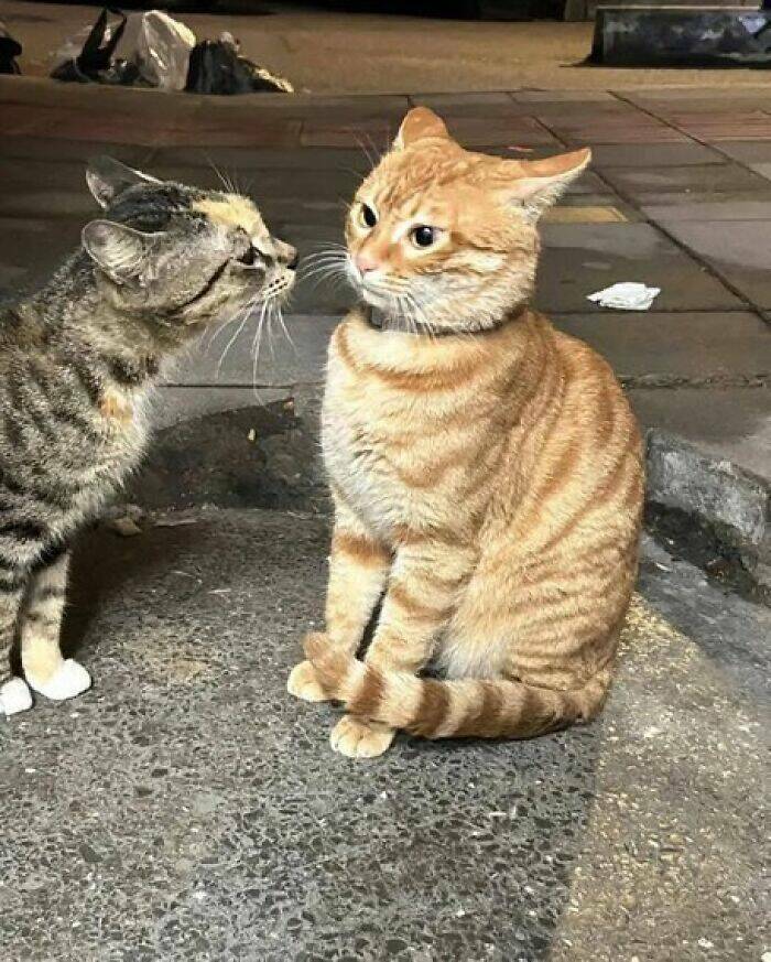 Whiskers, Chaos, and Cuteness Whiskers, Chaos, and Cuteness