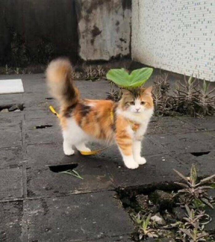 Whiskers, Chaos, and Cuteness Whiskers, Chaos, and Cuteness