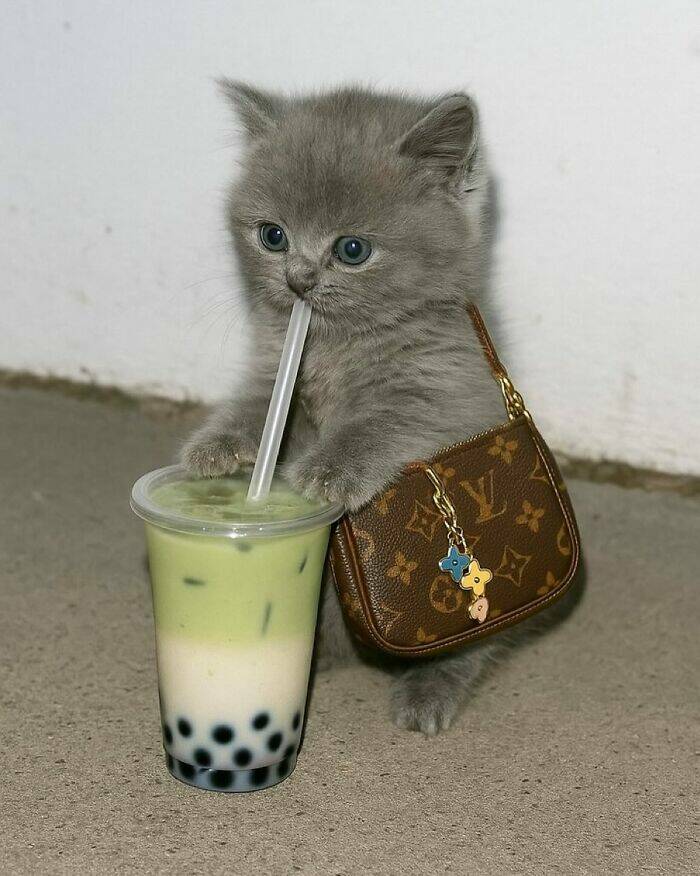 Whiskers, Chaos, and Cuteness Whiskers, Chaos, and Cuteness