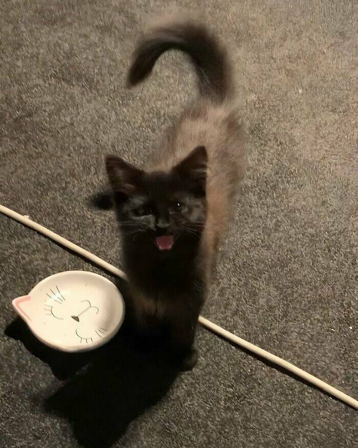 Whiskers, Chaos, and Cuteness Whiskers, Chaos, and Cuteness