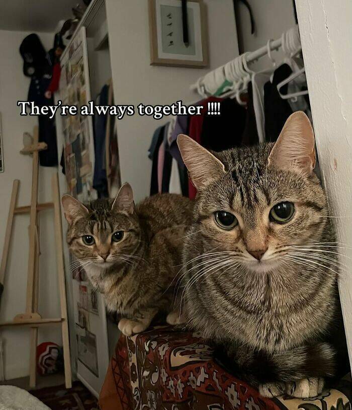 Whiskers, Chaos, and Cuteness Whiskers, Chaos, and Cuteness