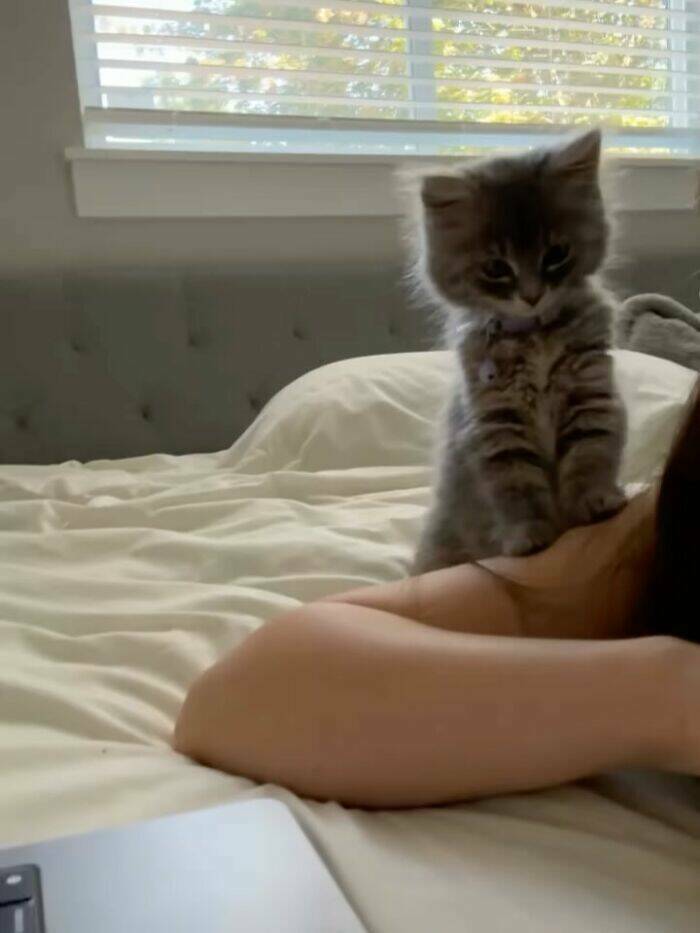 Whiskers, Chaos, and Cuteness Whiskers, Chaos, and Cuteness