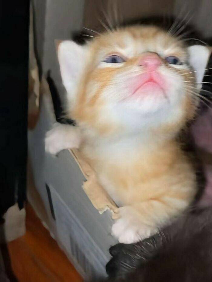 Whiskers, Chaos, and Cuteness Whiskers, Chaos, and Cuteness