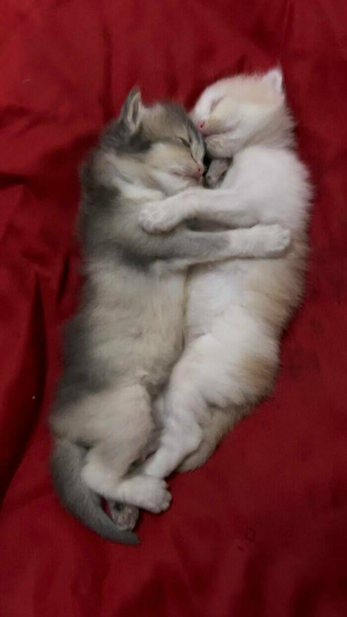 Whiskers, Chaos, and Cuteness Whiskers, Chaos, and Cuteness